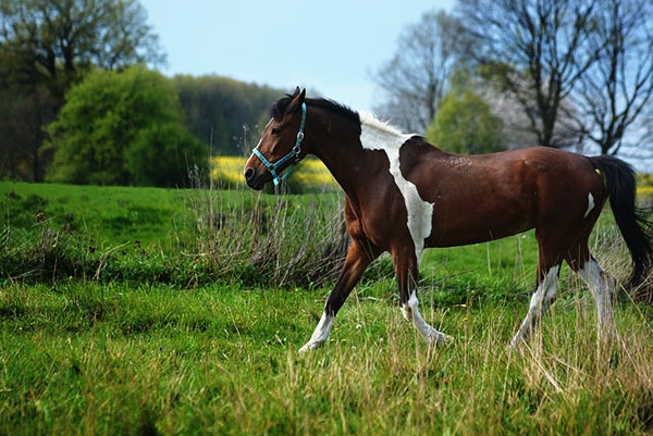 Horse Riding